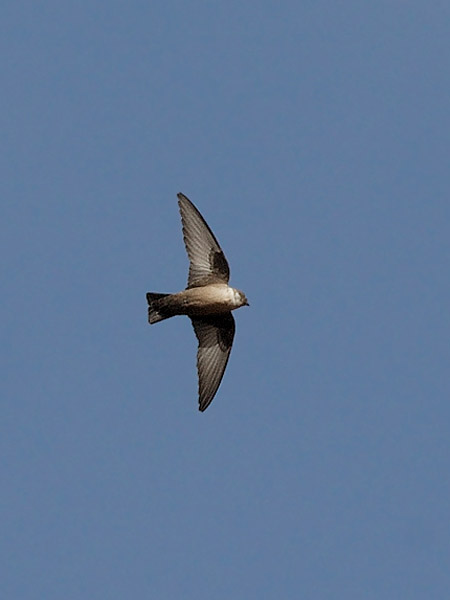 Kalliopääsky, Eurasian Crag Martin, Ptyonoprogne rupestris